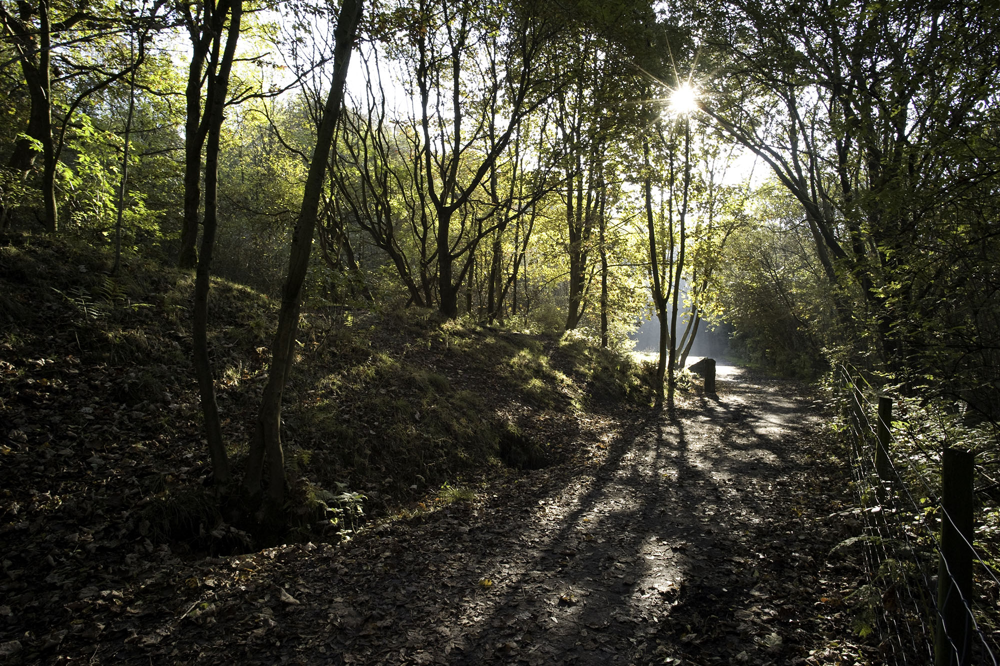 A woodland path leading down towards a lake, with afternoon sunshine breaking through the trees.